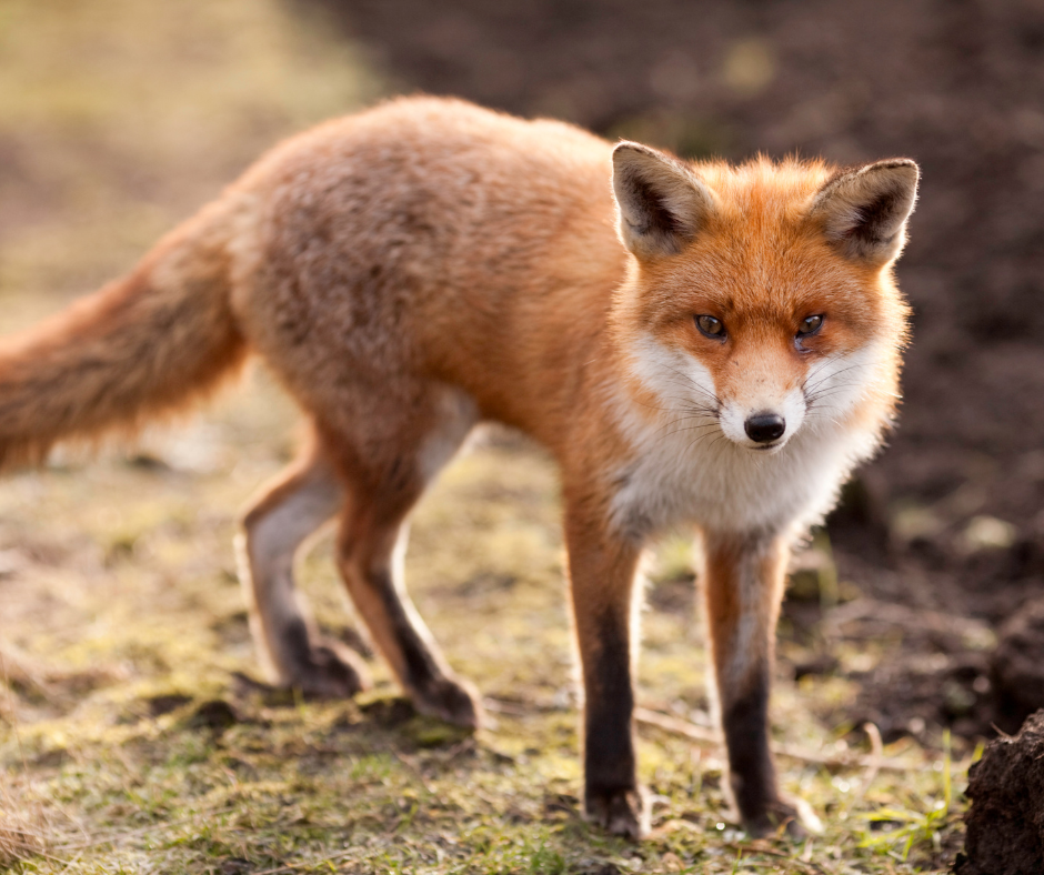 fox management doncaster